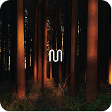 Calm & Restore playlist artwork, warm light between forest trees