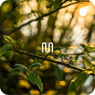 Energy Revive playlist artwork, morning sun through green leaves