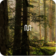 Grounded in Nature playlist artwork, sunlight streaming through a forest