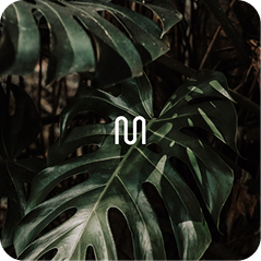Deep Relaxation playlist artwork, deep green leaves in low light